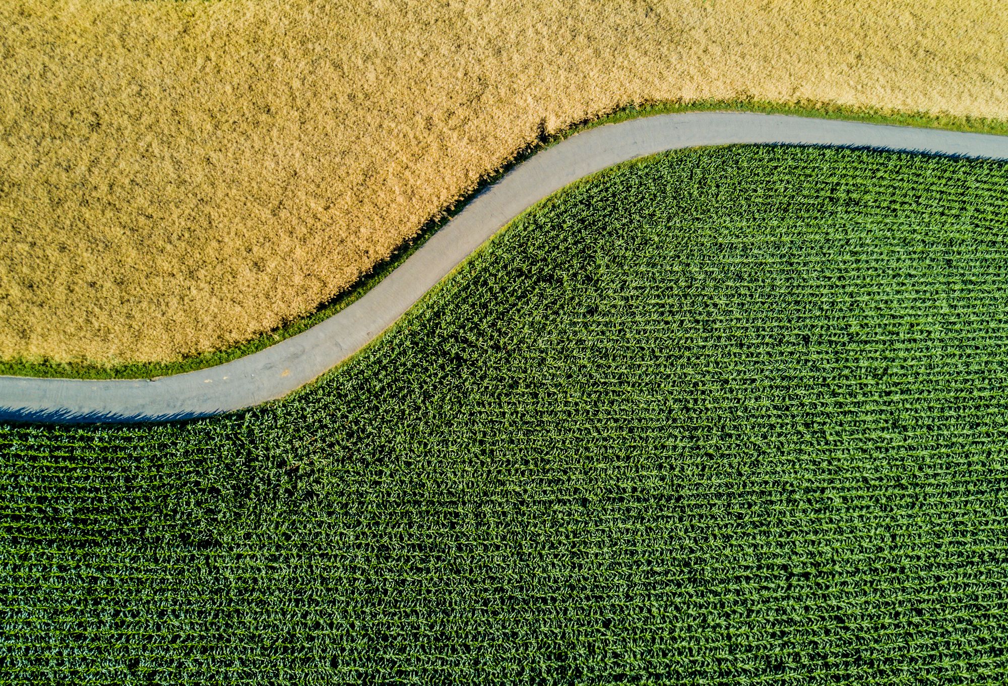 Aerial view of a curving farm path dividing a harvested field and a green cornfield