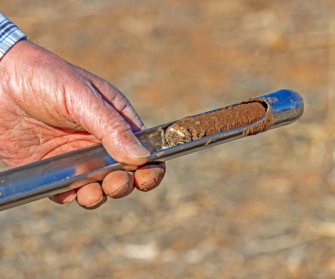 Soil core sample pulled in the field