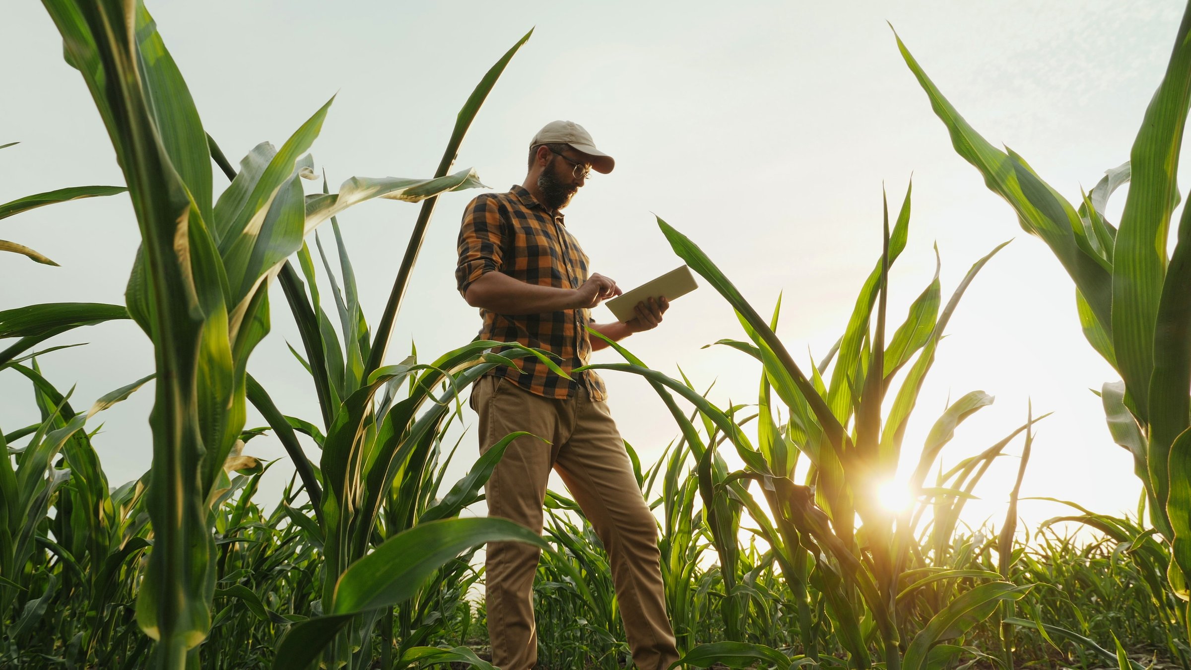 A grower reviewing field data on a tablet in a cornfield at sunset