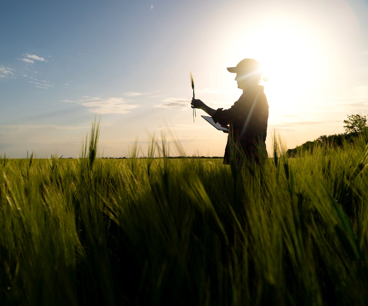 Farmer reviewing field data on a tablet