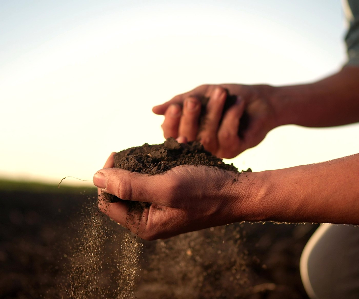 Hands examining living soil